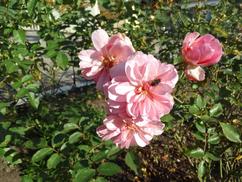 Погода порадует калужан осенним теплом.