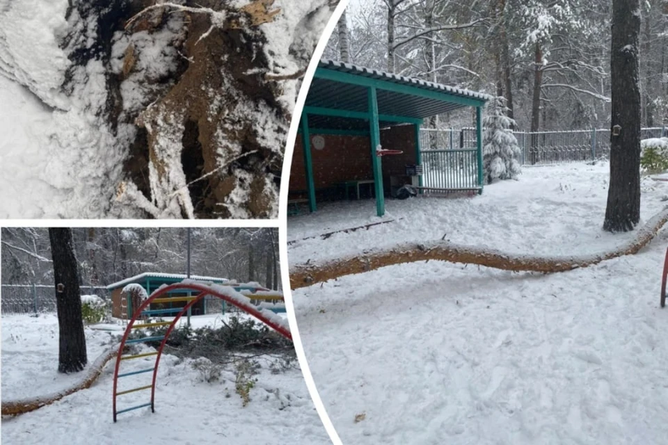 Дерево упало на мальчика в детском саду. Фото: предоставлено мамой ребенка