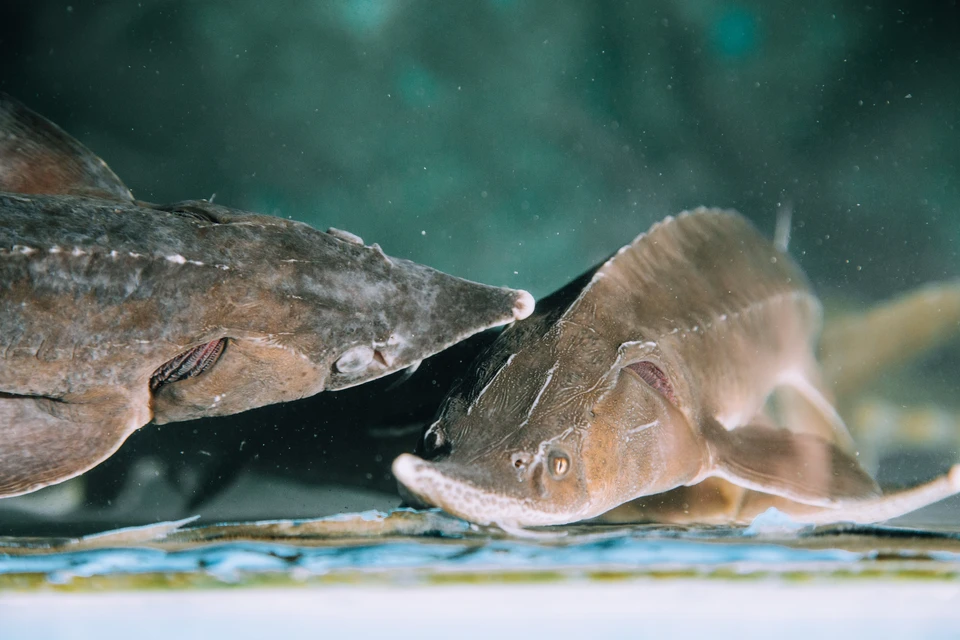 На Дону будут выращивать мальков ценных пород рыб.