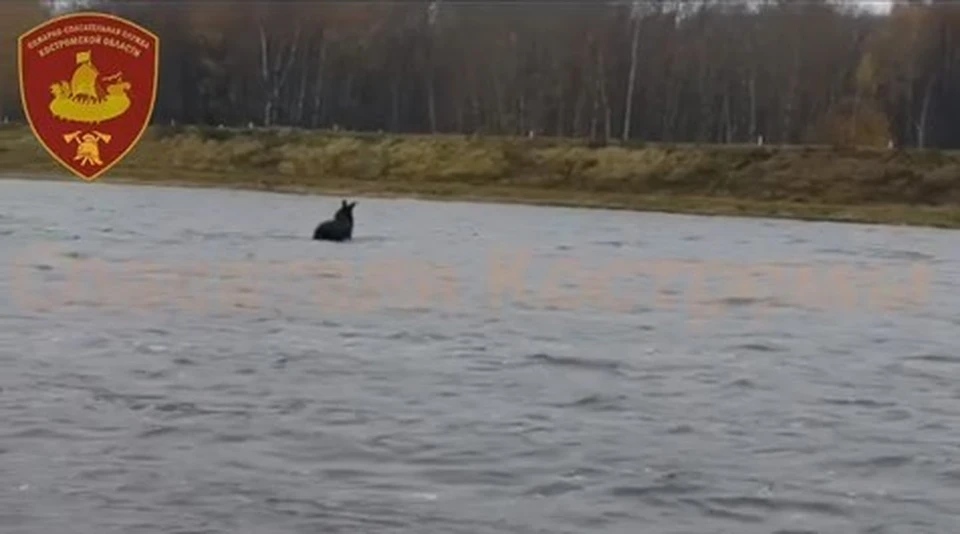 Фото: ОГБУ "ПСС"