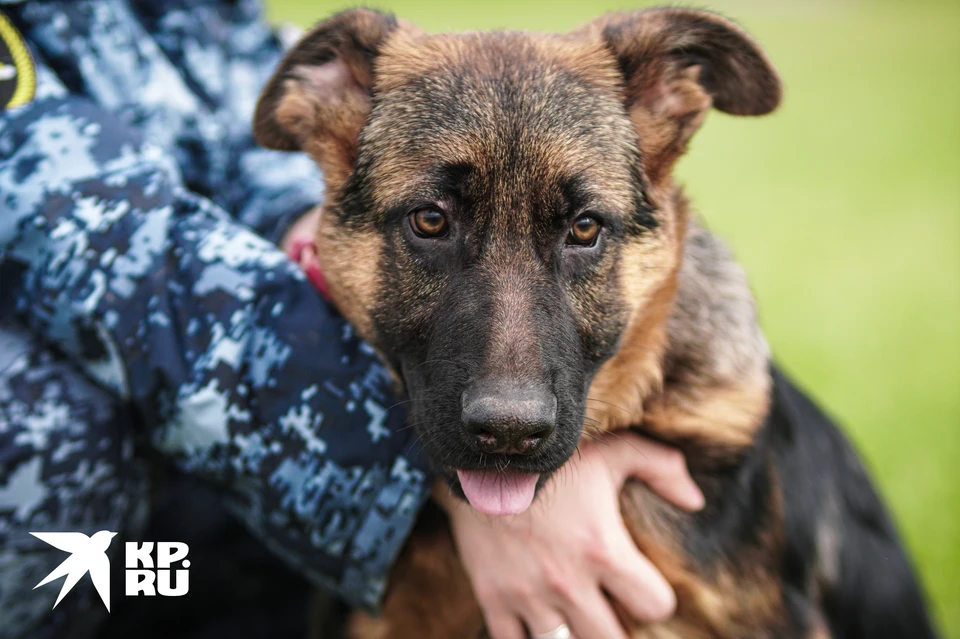 Сегодня ночью, 24 октября, в Оренбуржье привезли семь щенков овчарки для службы в областном УФСИН.