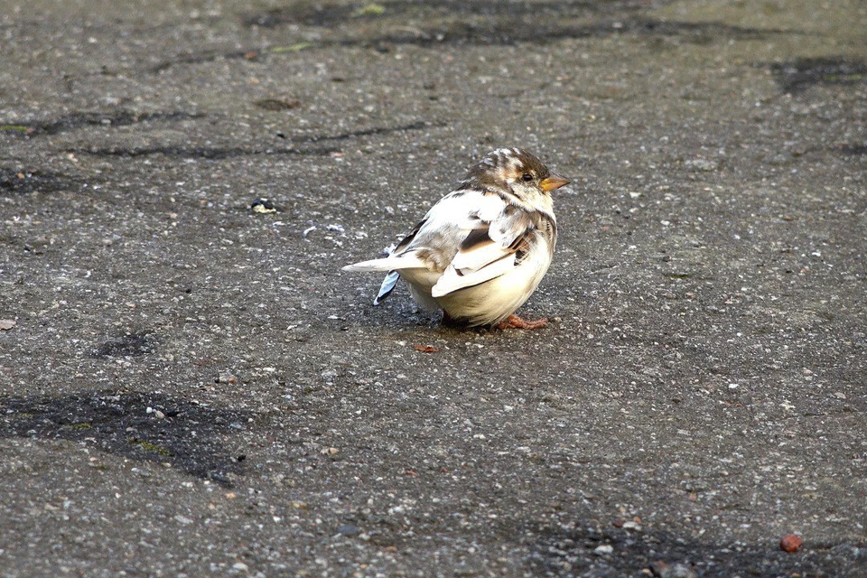 Пернатого заметили петербуржцы. Фото: t.me/kazdoytvaripopare