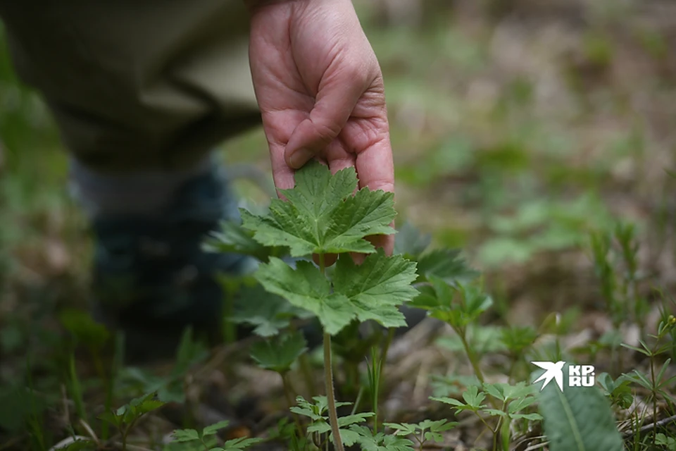 Владельца участка могут оштрафовать за сорняки
