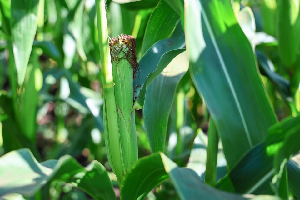 На 60% сократилась урожайность озимой пшеницы