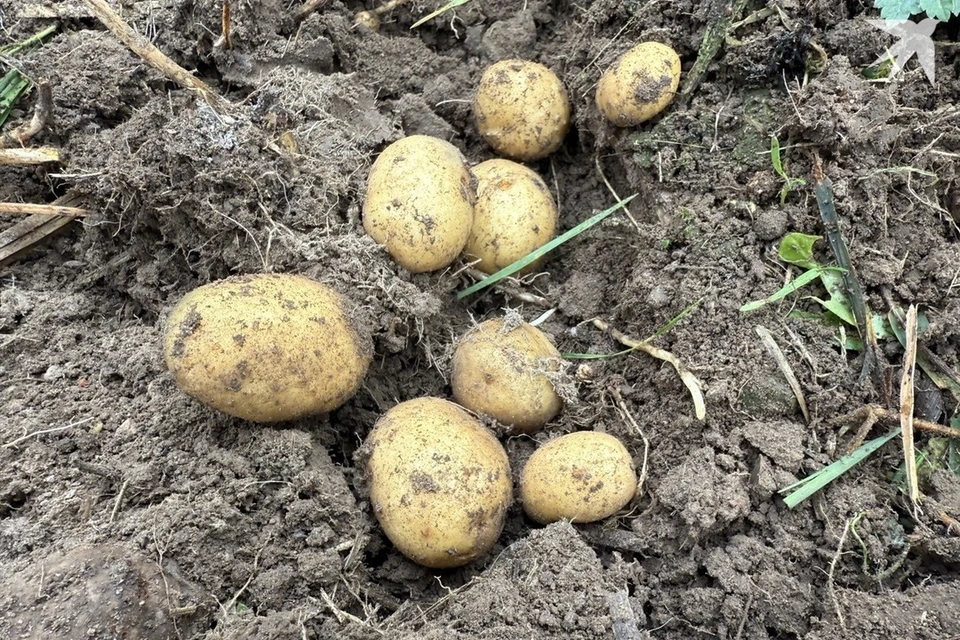 В Берестовицком районе мужчина копал картофель, а потом пошел в милицию. Снимок носит иллюстративный характер. Фото: архив «КП»