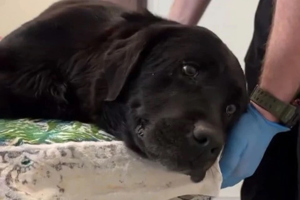 Четырехлетний пес Балбес помогал находить людей под завалами. Фото: стоп-кадр видео ветклиники