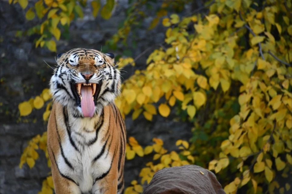 Тигра не напугал даже звуковой сигнал