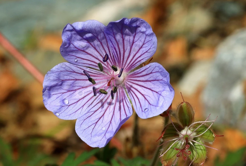 Последние десятилетия такие аномалии встречаются ежегодно. Фото: Александр Лотов / Алтайский биосферный заповедник