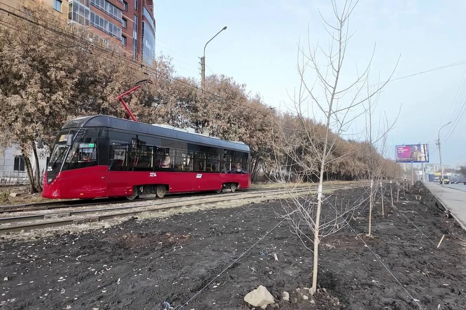 На Гусинобродском шоссе высадили 95 тополей. Фото: пресс-служба мэрии Новосибирска