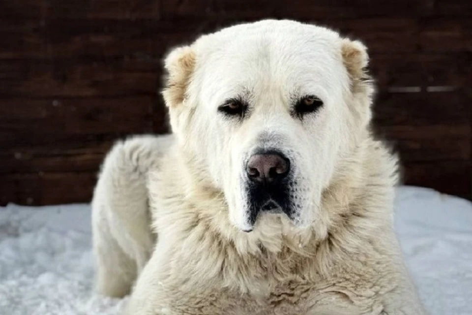 Эту собаку раису Татарстана в 2021 году подарил президент Туркменистана. Фото: t.me/rustamminnikhanov