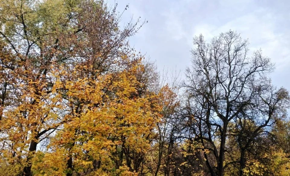 В начале рабочей недели синоптики прогнозируют дождливую погоду.