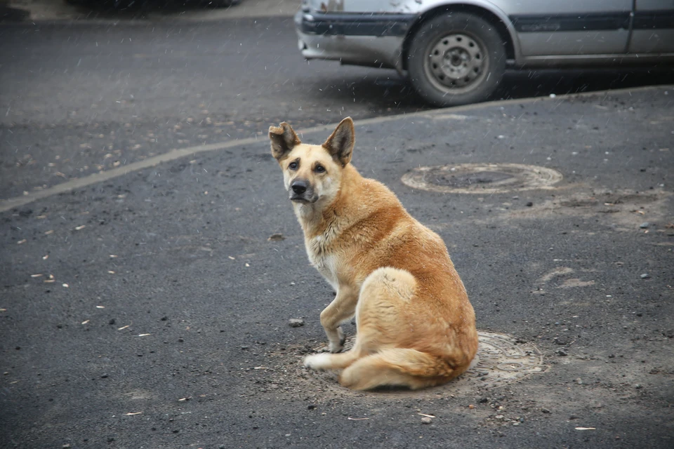 В Красноярске задержали подрядчика по отлову собак