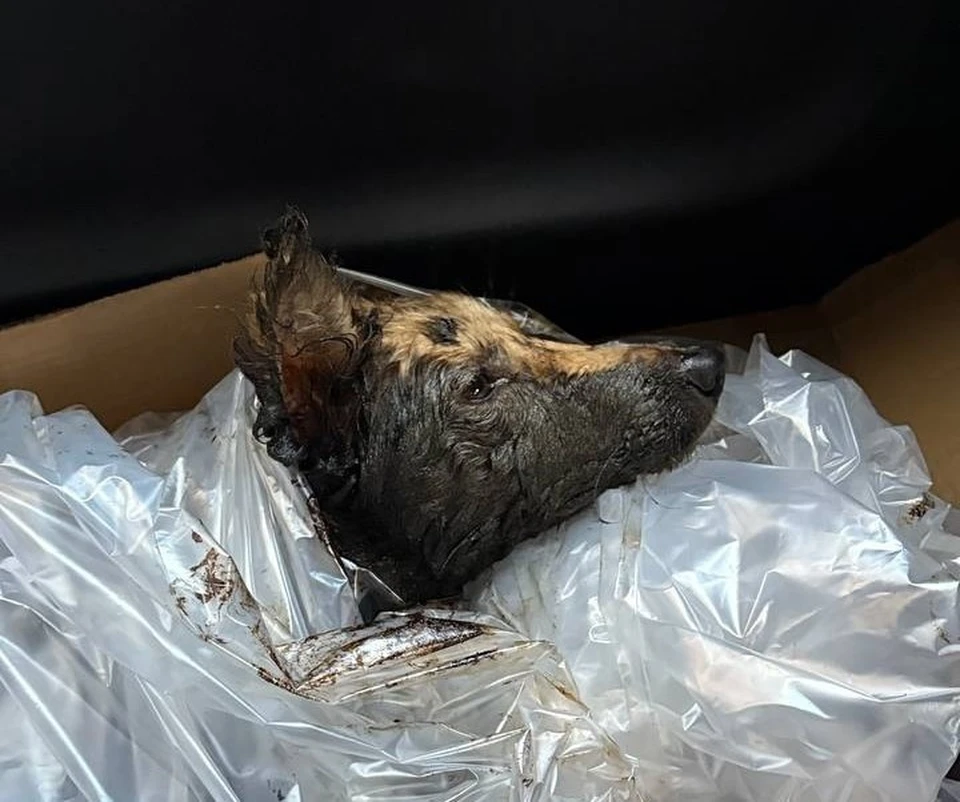 Фото: 4 ЛАПЫ ТЮМЕНЬ.