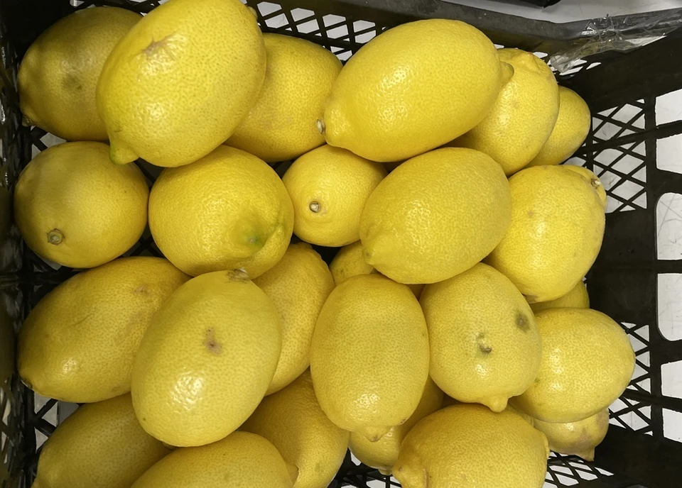 В лимонах из Турции обнаружили вредителя. Фото: пресс-служба Уральского Россельхознадзора