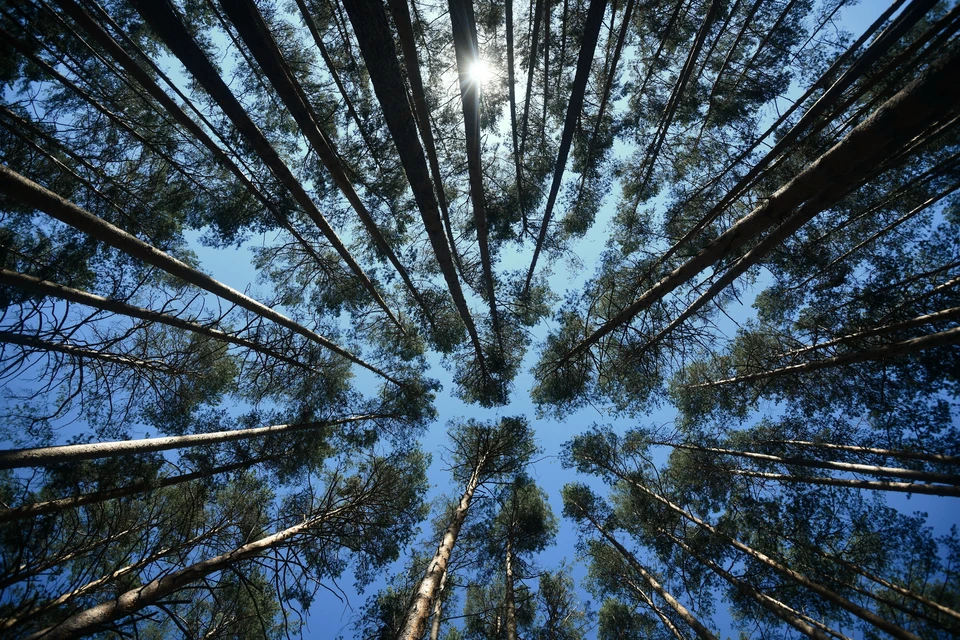 Полиграф губит деревья