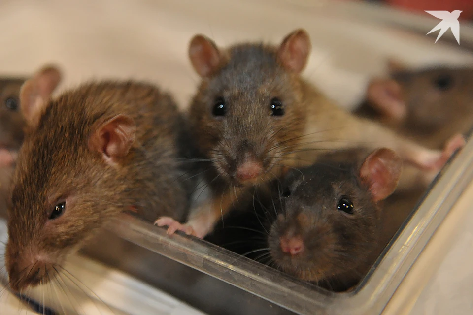 В Апатитах северяне вместо голубей подкармливают крыс