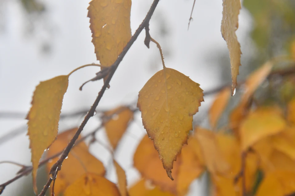 В Башкирию накроют дожди и заморозки.
