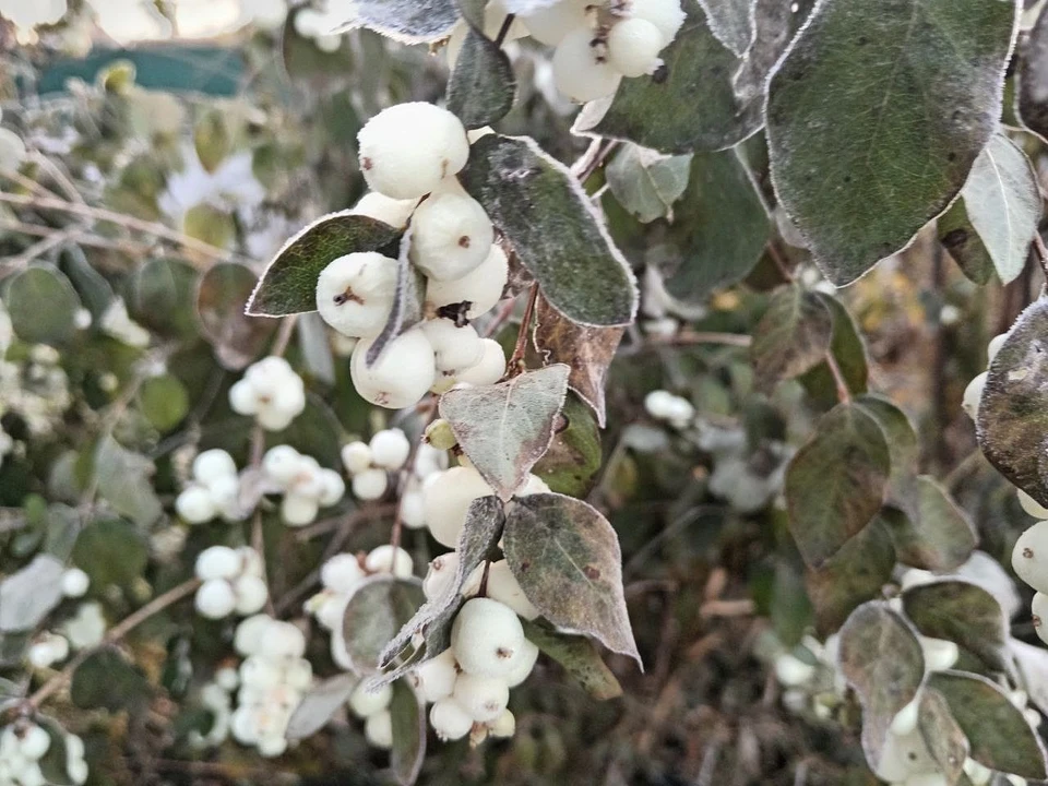 Фото: Елена Мануйлова