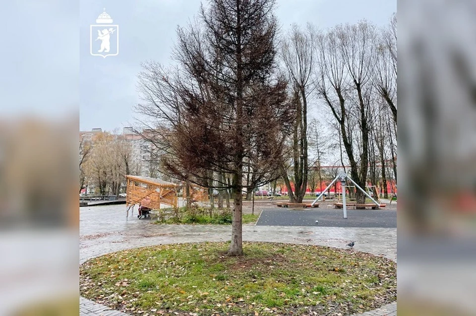В парке Ярославля на месте засохшей ели установят новую.