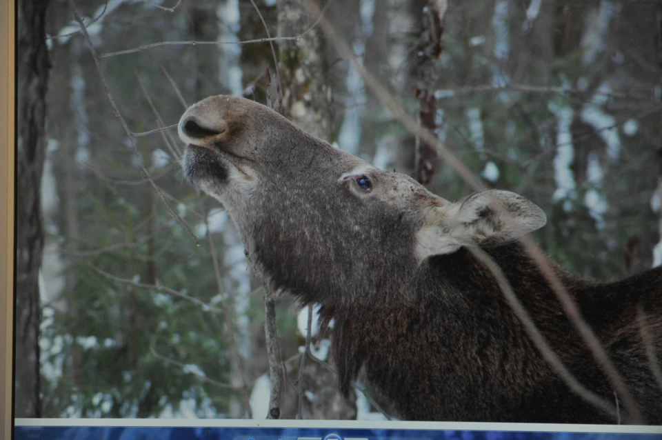 Фото: КОРБУТ Вадим