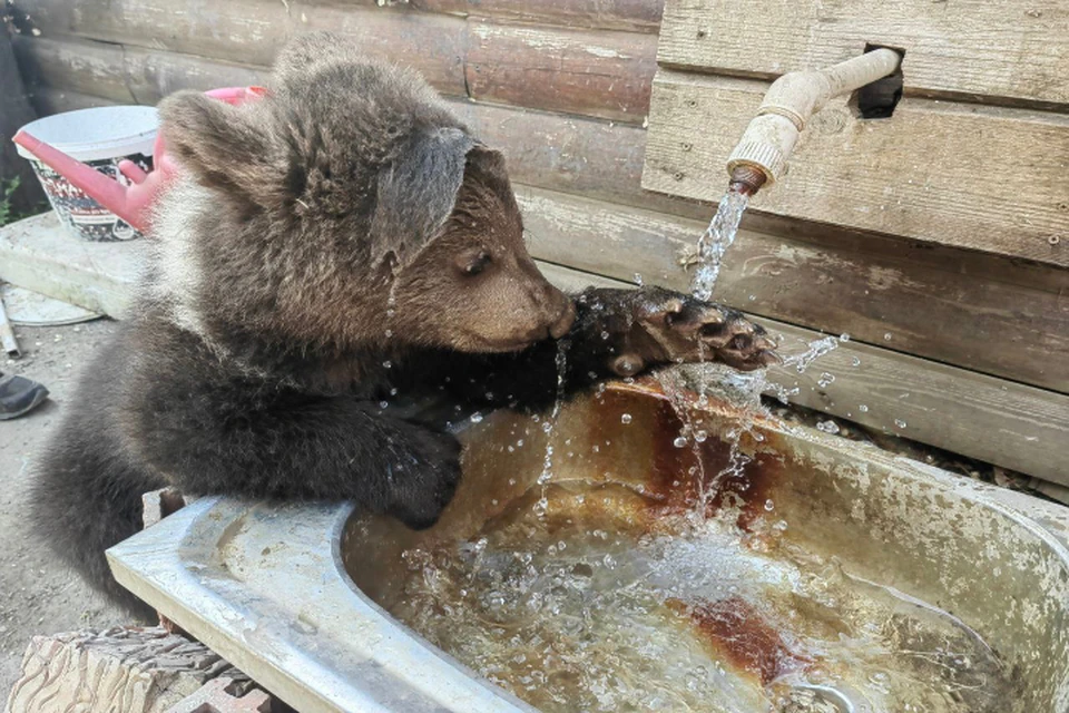 В Усть-Илимске полицейские проверяют сообщение о выходе медвежонка к людям
