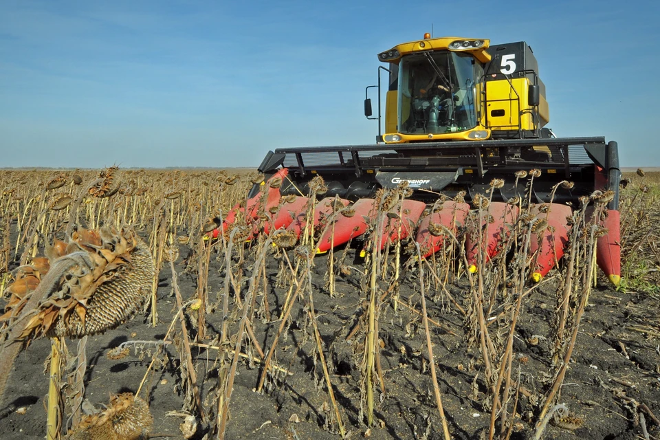 Хозяйства региона заканчивают уборку зерновых культур.
