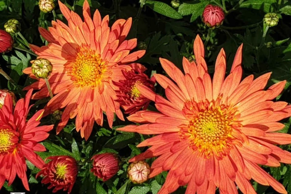 «Жар-Птица». Фото: nikitasad.ru