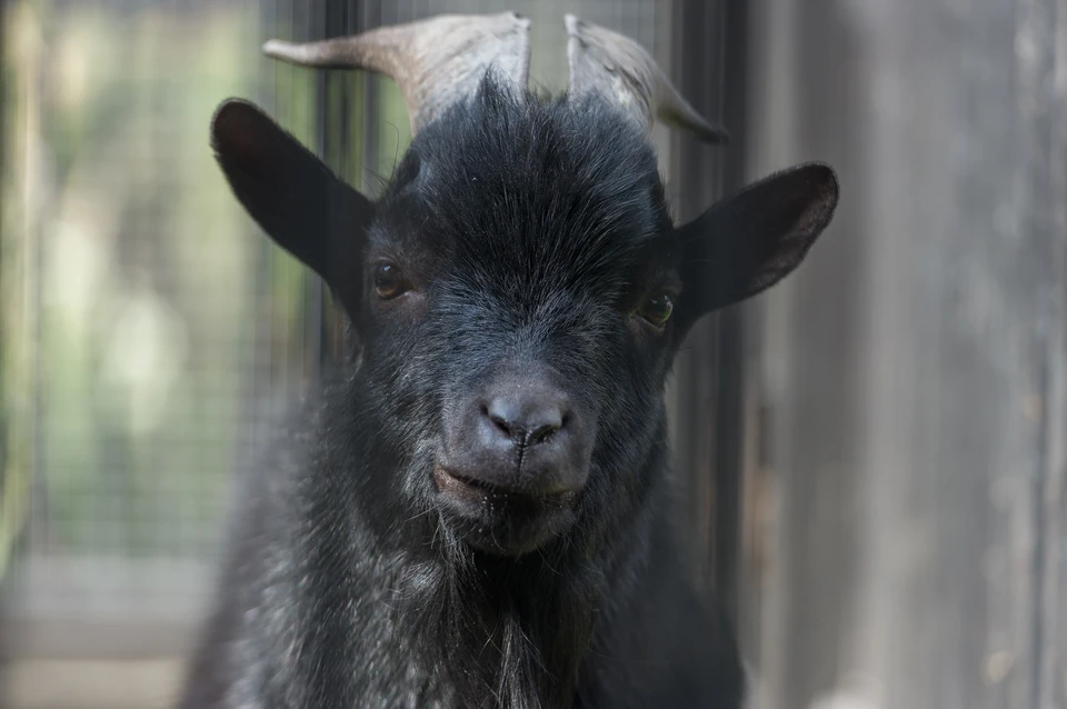 Коз перевели в теплые вольеры.