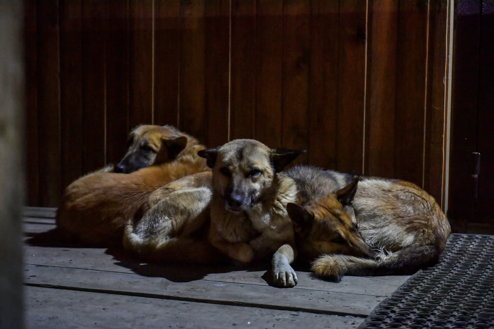 На жительницу Новосибирска напали 4 собаки.