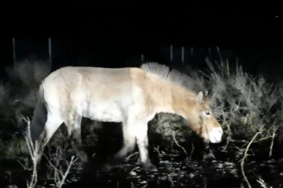 Знаковое событие в мире защиты природы состоялось в конце октября. Фото: кадр видео "Заповедники Оренбуржья"