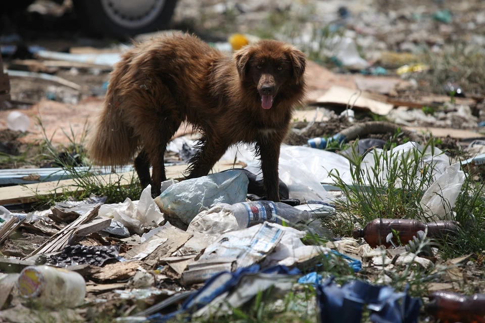 Жильцам приходится сбрасывать мусор как попало.