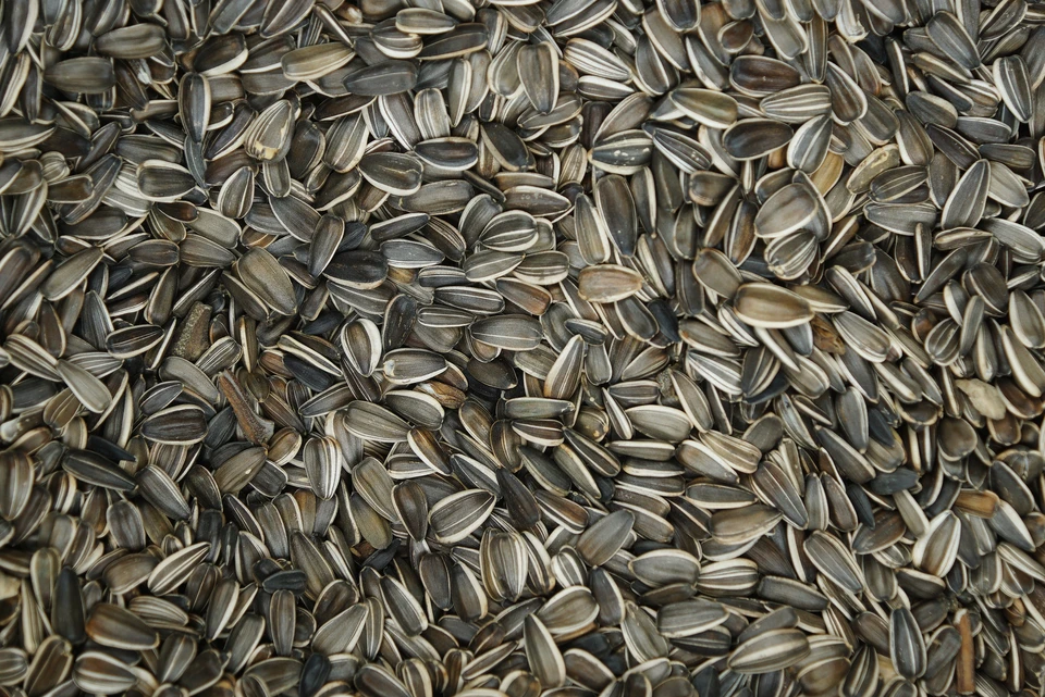 Партию, зараженную опасным сорняком, отправили на переработку.