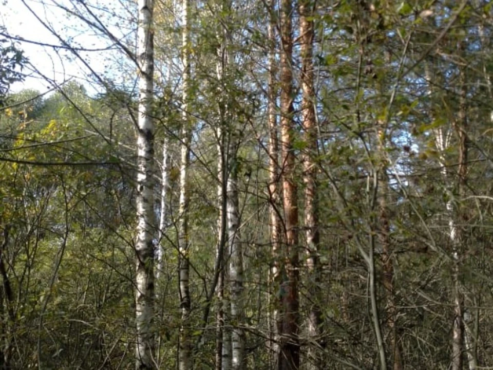 Вот так выглядит участок. Фото прокуратуры Владимирской области.