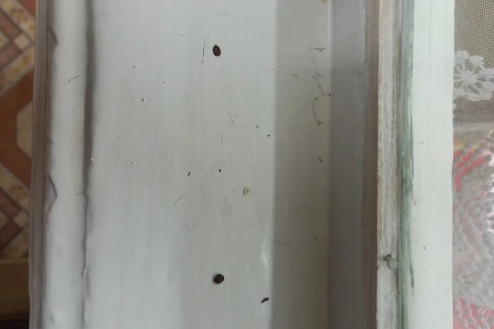 После двух обработок в детсаду снова нашли живых клопов. Фото читательницы БНК.