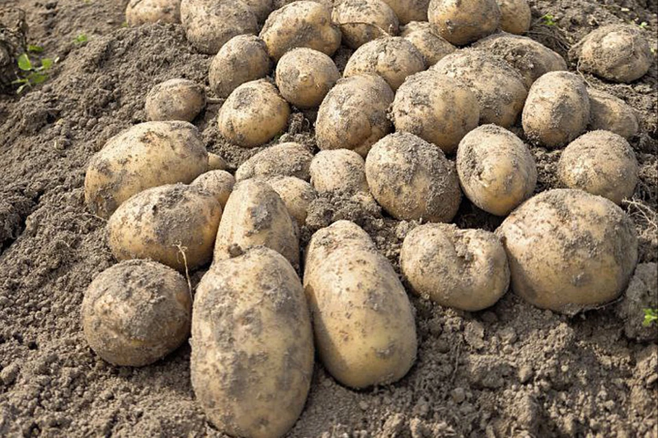 Фото: пресс-служба правительства Кировской области