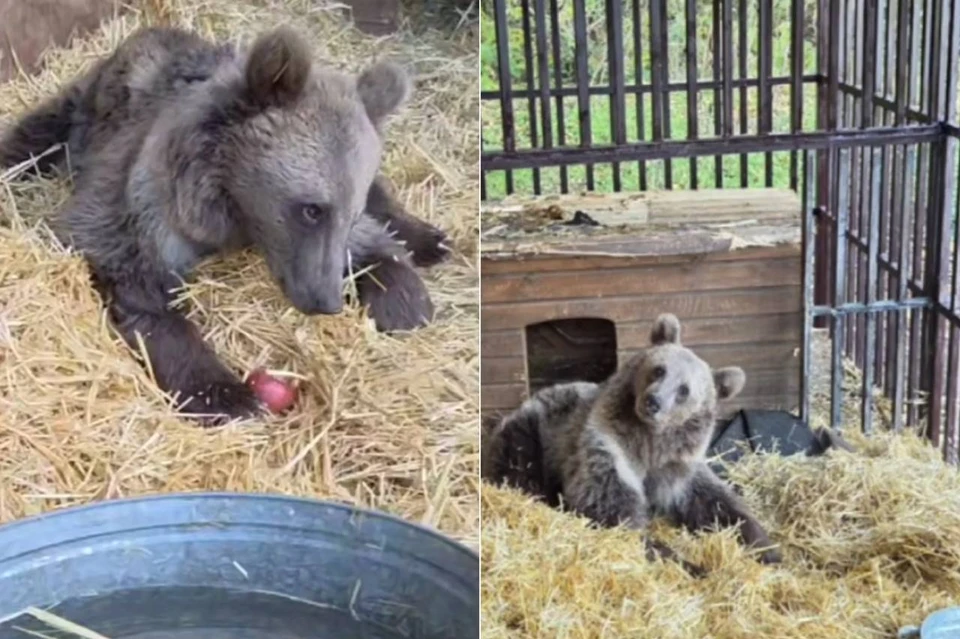 Косолапый попал под колеса автомобиля 12 октября 2025 года. Фото: «Пеликан»