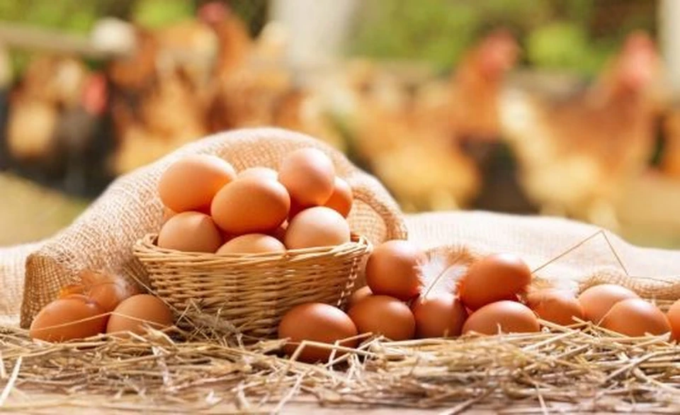Не все яйца полезны. Фото: Shutterstock
