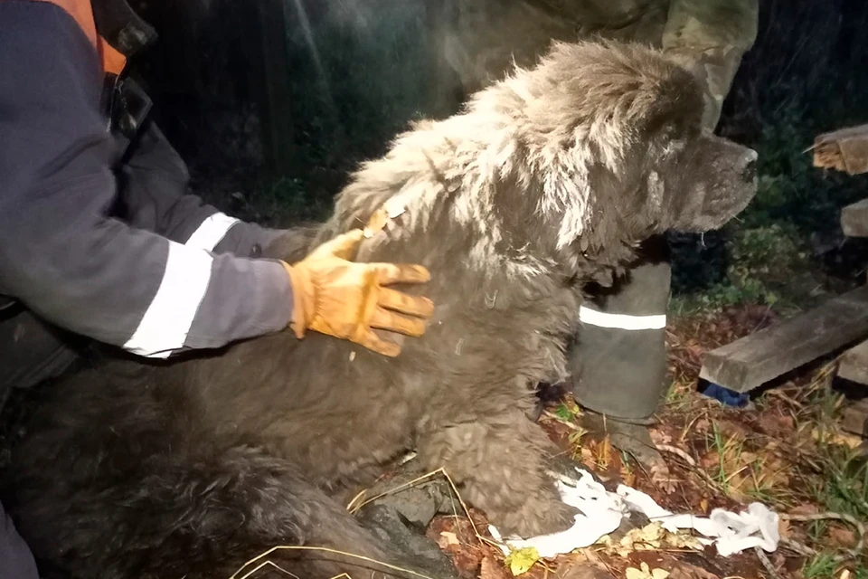 Всю спасательную операцию Кубика успокаивали голосами хозяев. Фото: vk.com/koshkispas