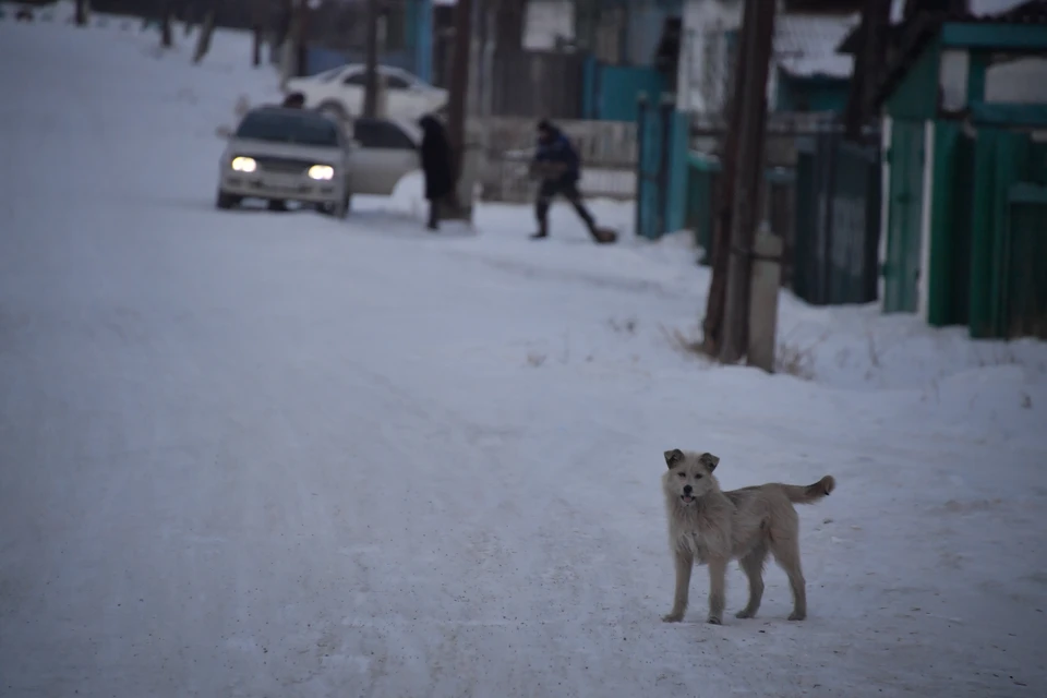 Около сотни собак ждут новых хозяев в приюте «Барбоскин дом», чья хозяйка умерла.