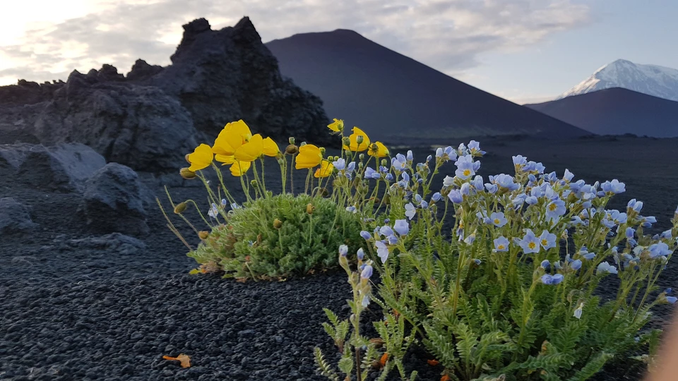 Кроноцкий заповедник на Камчатке празднует 91-й день рождения