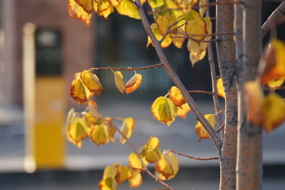 Прогноз погоды - своего рода сюрприз: почти все праздничные дни осадков не ожидается