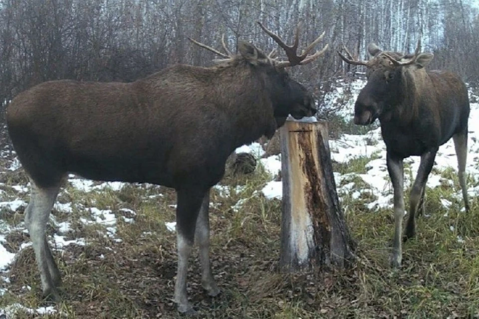 Кадры показали, как дикие животные готовятся к зиме. Фото: пресс-служба Минприроды по Новосибирской области.