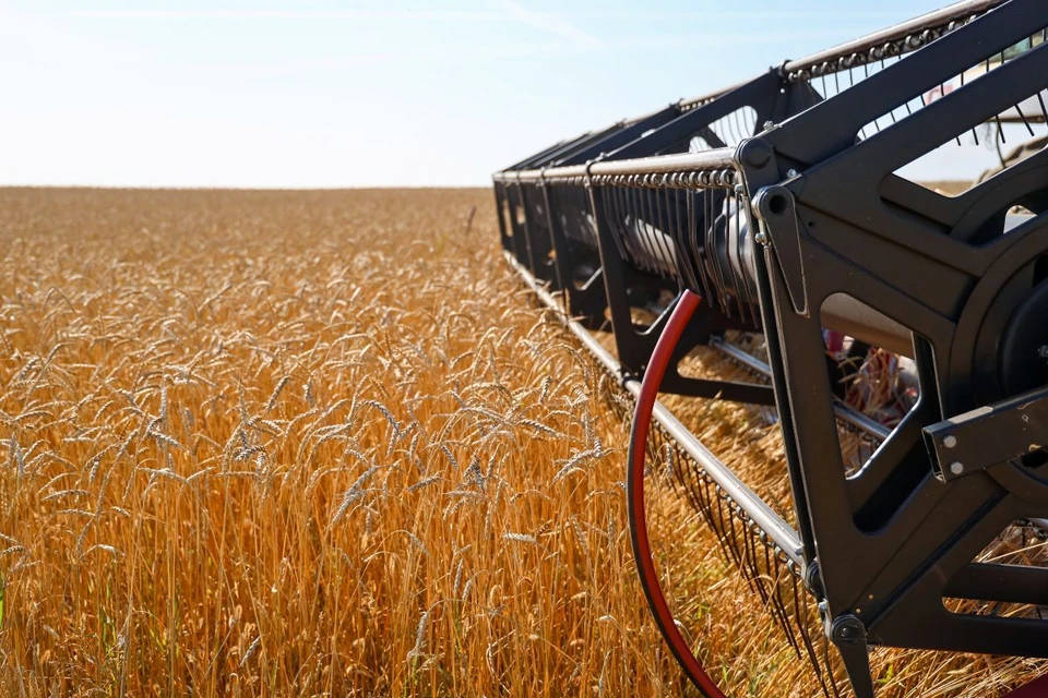 В Краснодаре завершился сев озимых колосовых культур