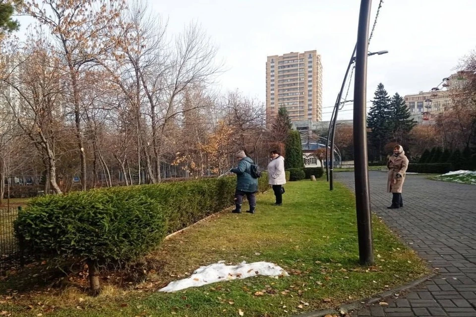 В парке Кирова готовят хвойные изгороди к зиме. Фото: дирекция городских парков
