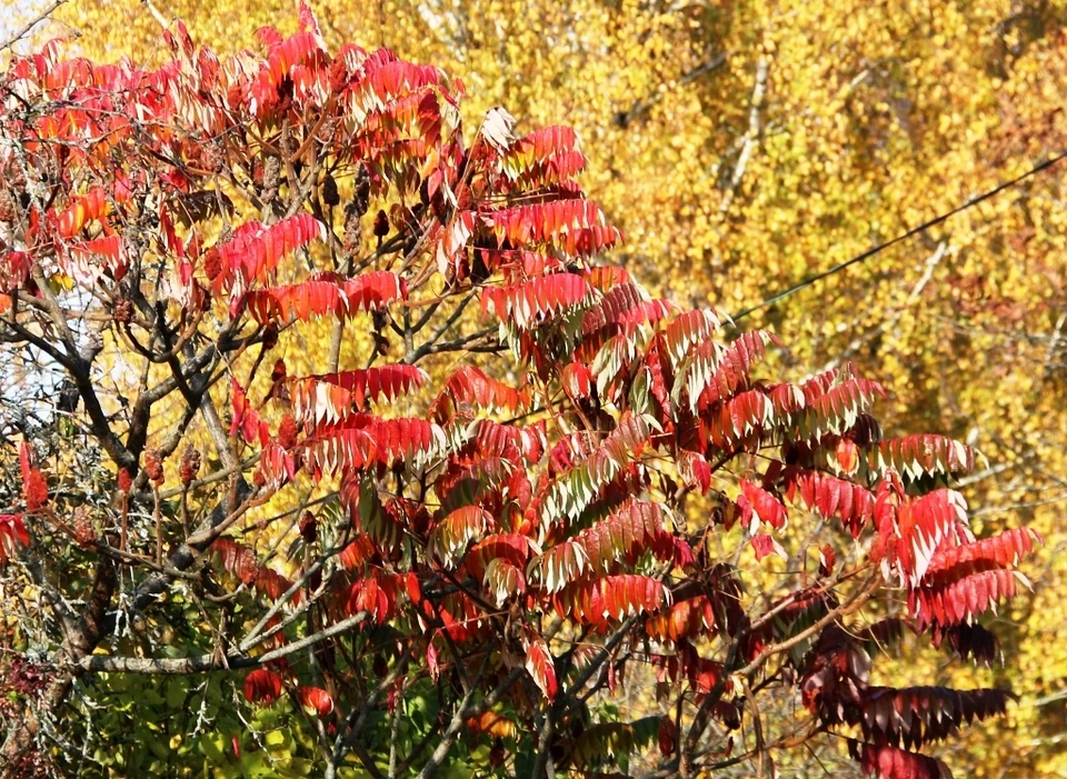 В регионе установилась типичная осенняя погода.