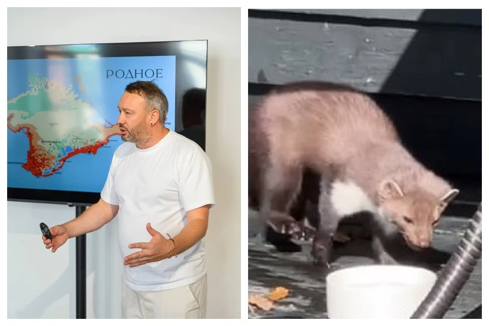 В середине октября в балаклавском районе – в поселке Терновка - объявили карантин по бешенству. Фото: тг-канал/Павел Швец