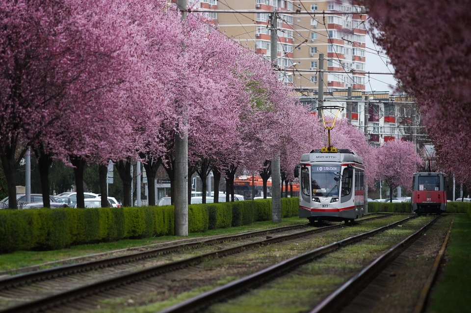 Движение семи трамвайных рейсов остановилось в Краснодаре из-за поломки вагона