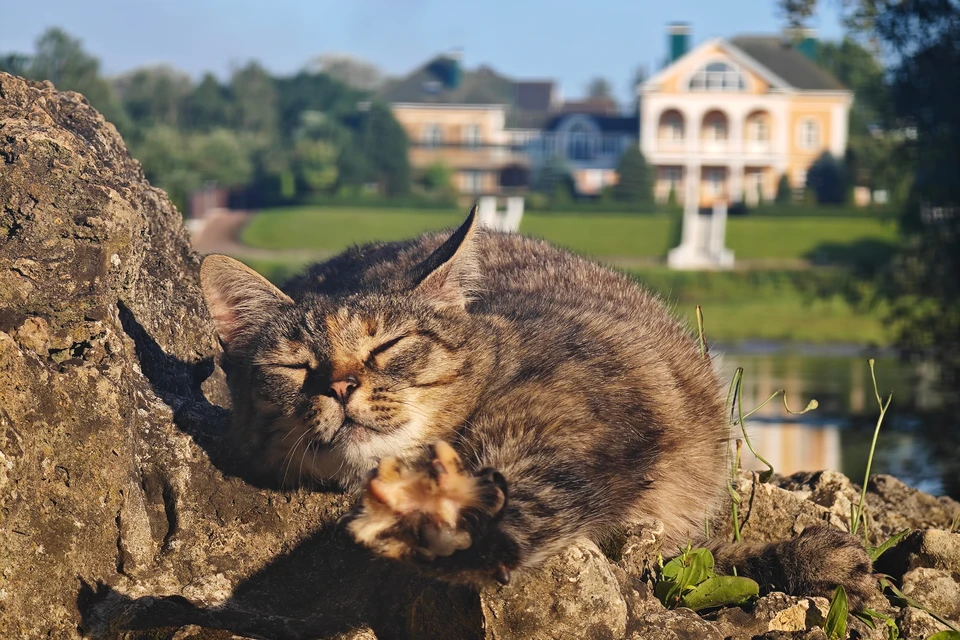 20 котов отравили во дворе дома.