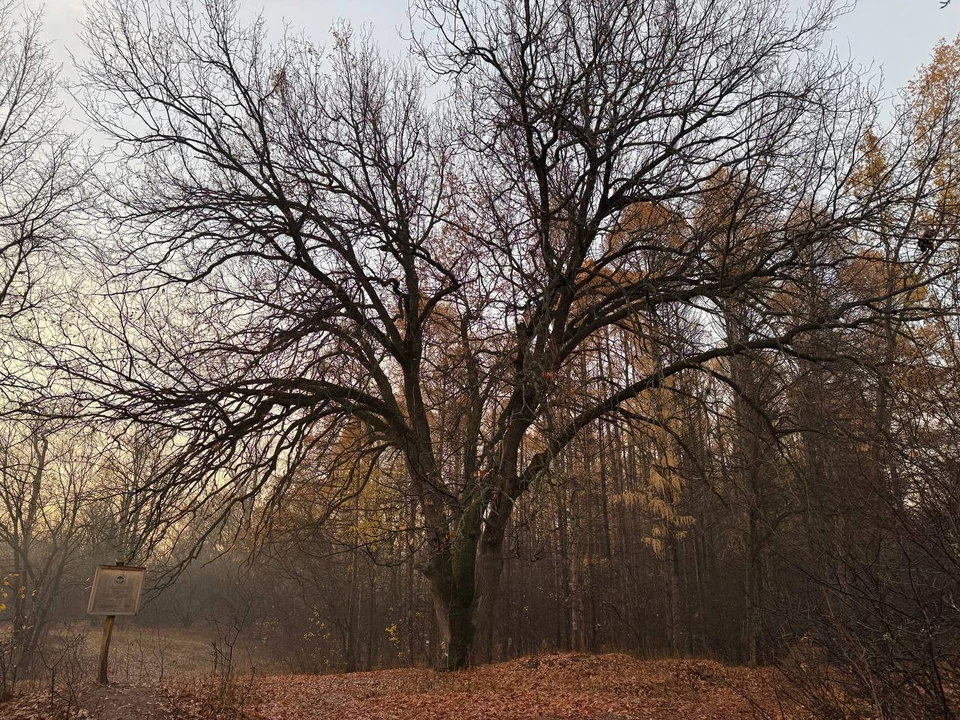 Фото: МинИнформ 64 Z