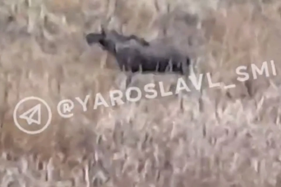 Лось упорно не желает уходить. Фото: телеграм-канал Новости Ярославля и области.